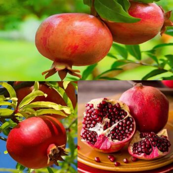 Pomegranates - Image 8