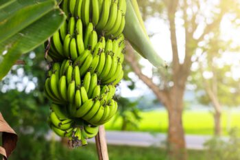 Bananas - Image 2
