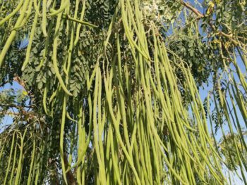 Drumstick (Moringa) - Image 4