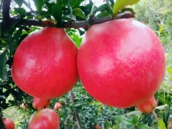 Pomegranates - Image 4