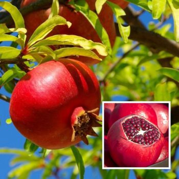 Pomegranates - Image 6