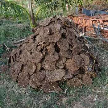 Dung Cakes - Image 2
