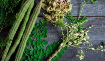 Drumstick (Moringa) - Image 3