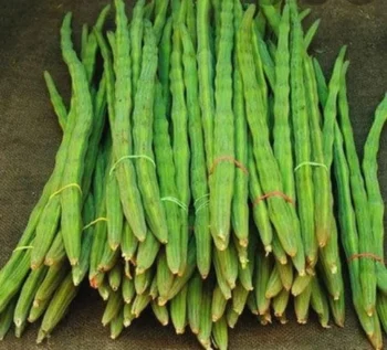 Drumstick (Moringa) - Image 2