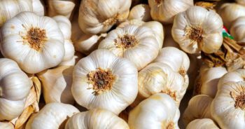 Garlic - Image 2