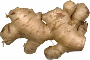 Ginger - Image 2