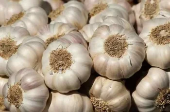 Garlic - Image 3