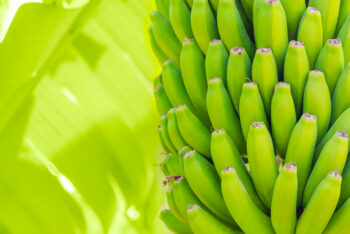 Bananas - Image 5