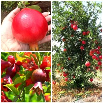 Pomegranates - Image 3