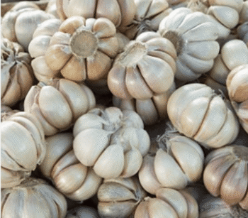 Garlic - Image 4
